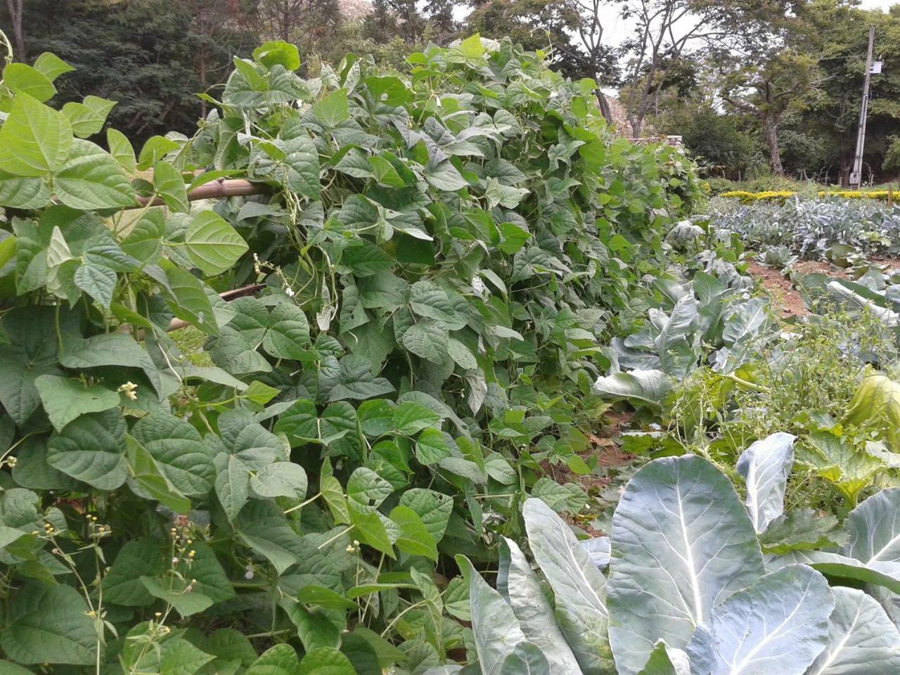 Hotel Fazenda Serraverde Pouso Alto Kültér fotó